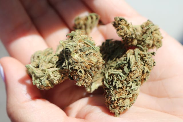 Buds of Weed in palm of hand (photo by Elsa Olofsson)