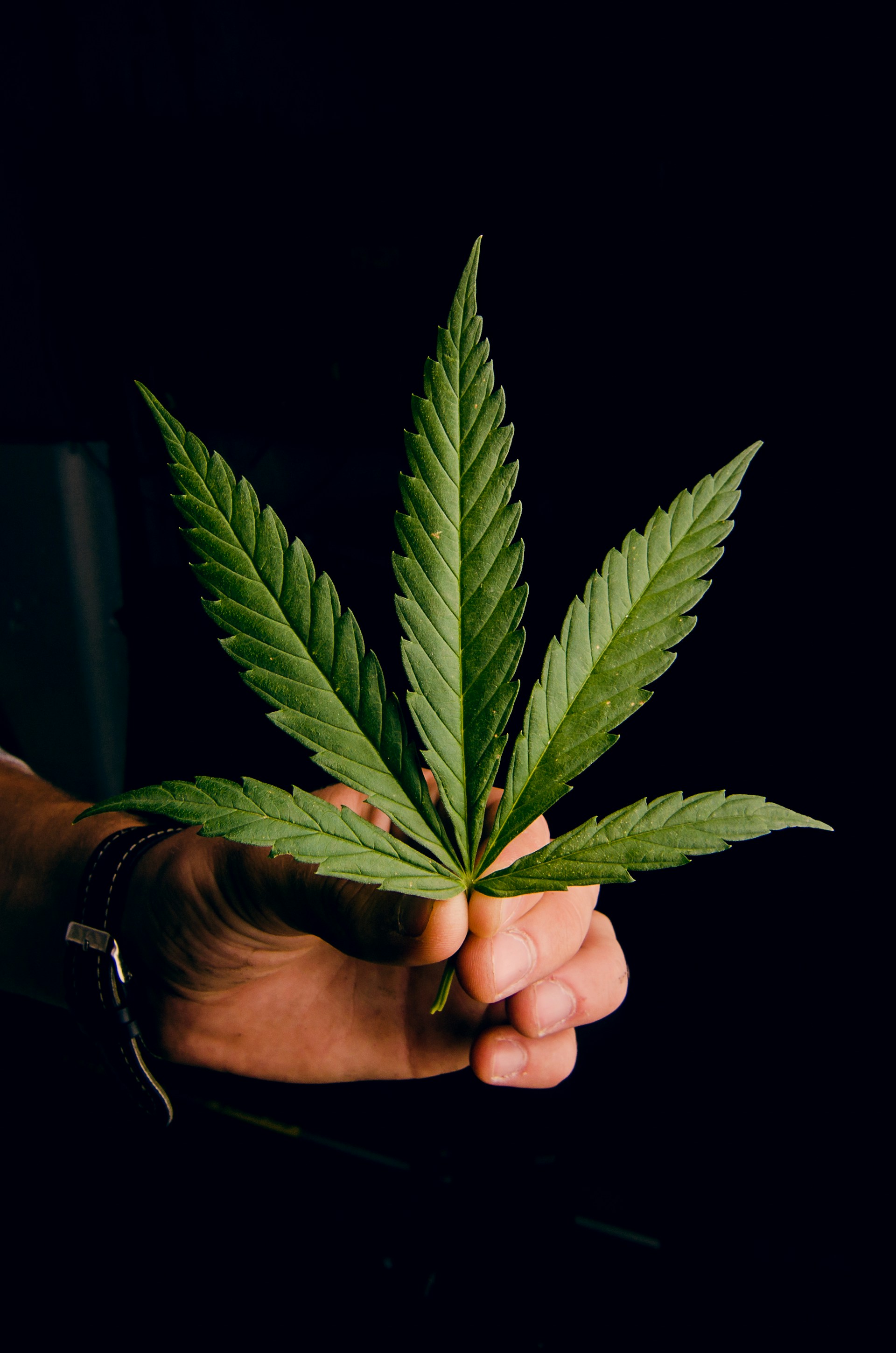 Hand holds large Weed leaf (photo by Roman Kasyan)